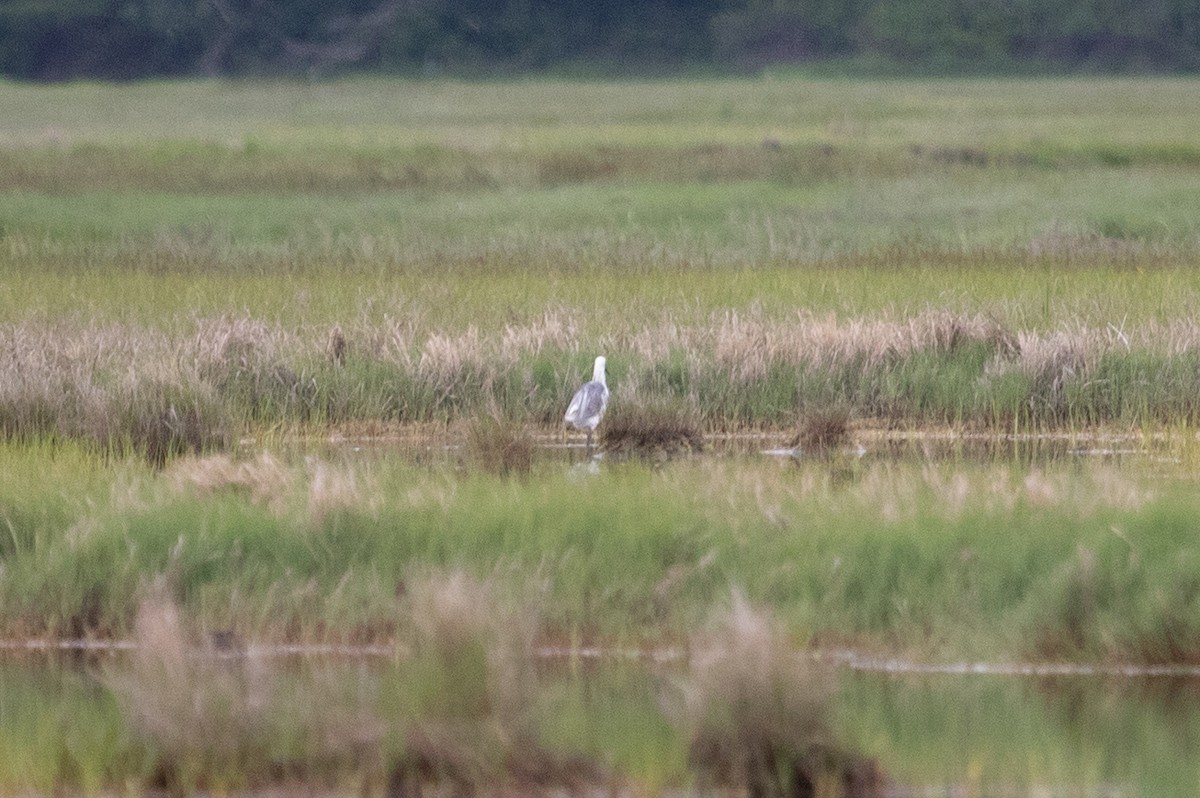 Maine Bird Atlas Checklist - 17 Jun 2024 - 36137_DME4 -- Scarborough ...