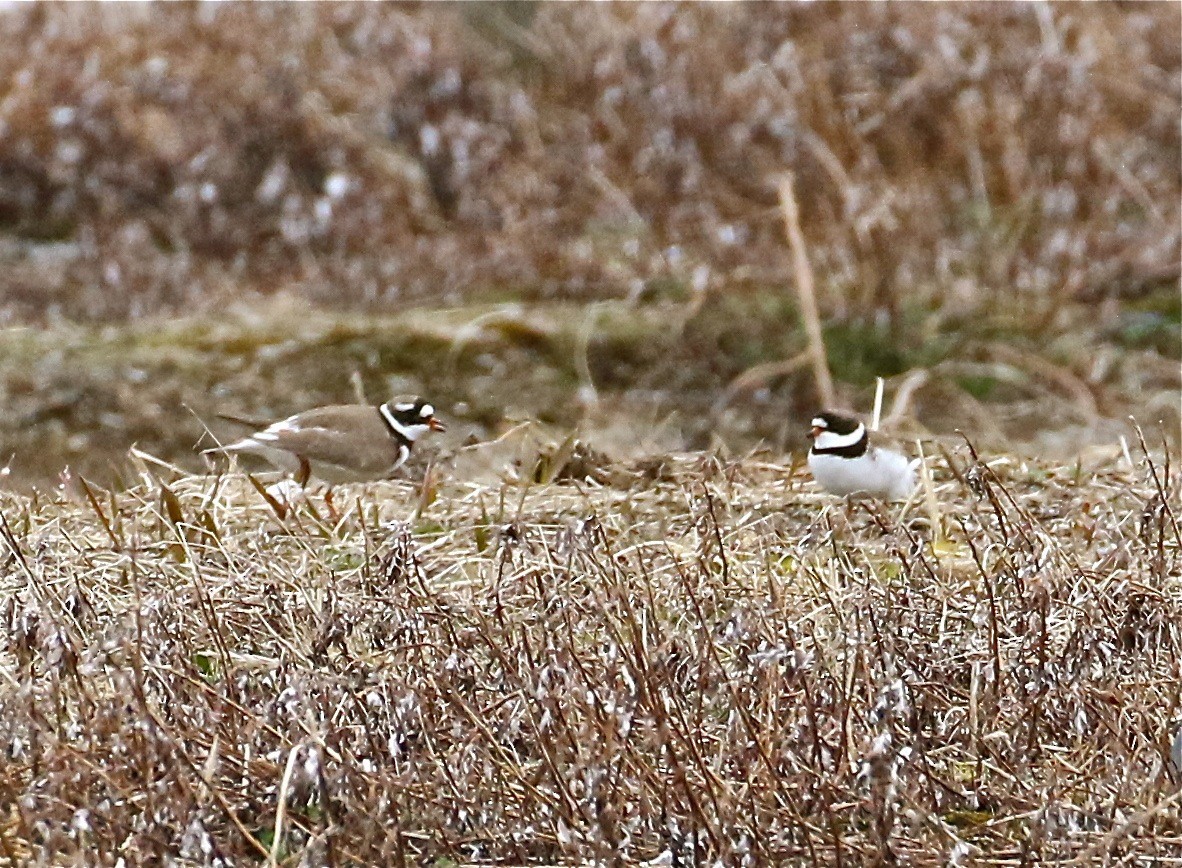 Common Ringed Plover - ML62055231