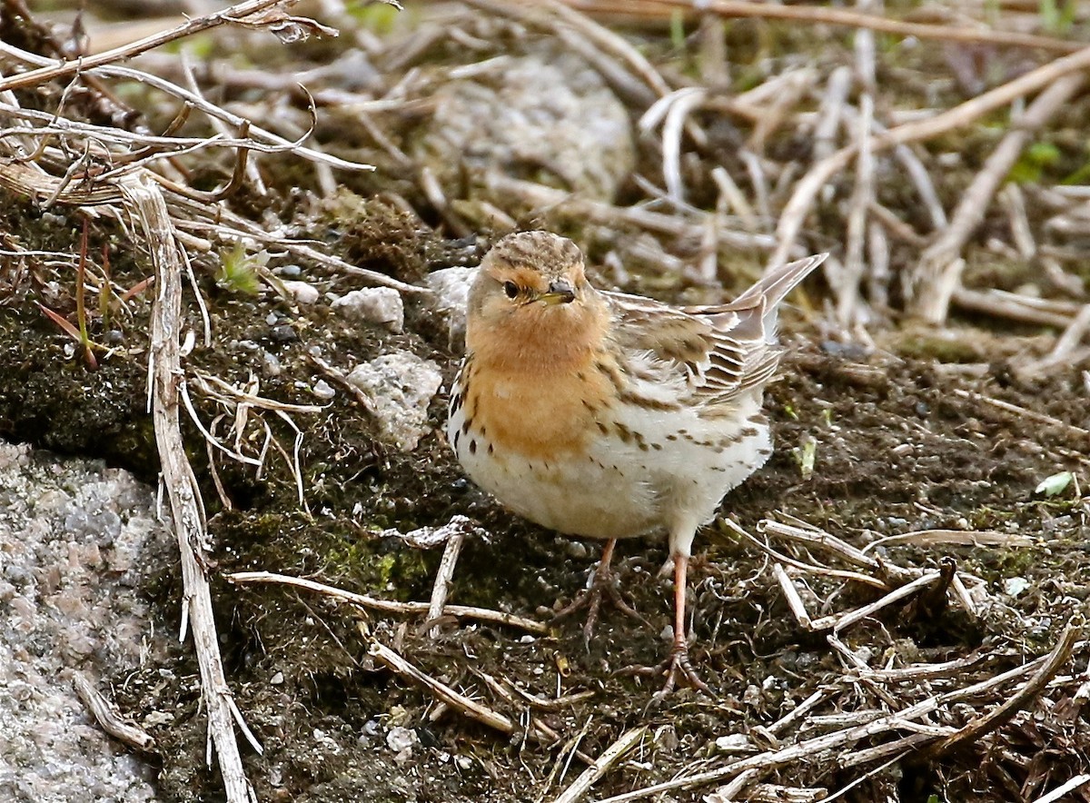 Red-throated Pipit - ML62055511