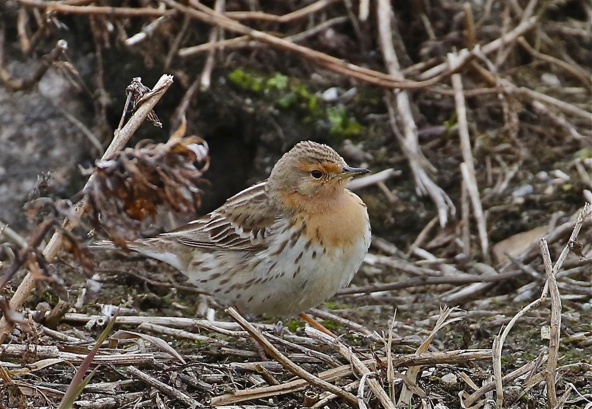 Red-throated Pipit - ML62055521