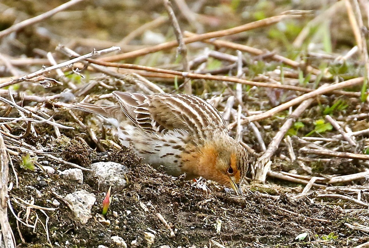 Red-throated Pipit - Bill Hill