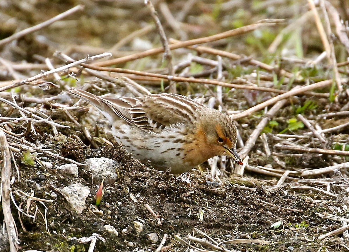 Red-throated Pipit - ML62055551