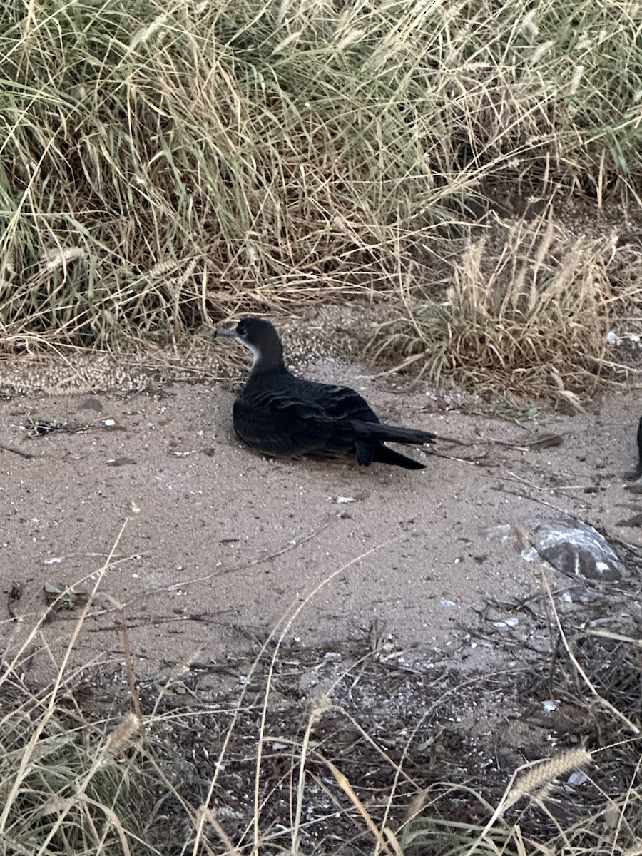 eBird Checklist - 17 Jun 2024 - Ka'ena Point NAR - 3 species