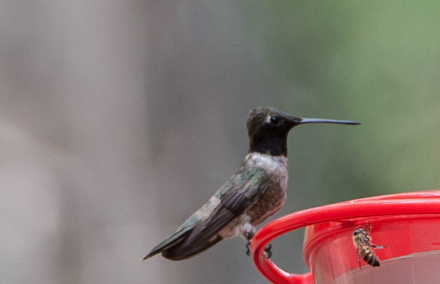 Black-chinned Hummingbird - ML62056761