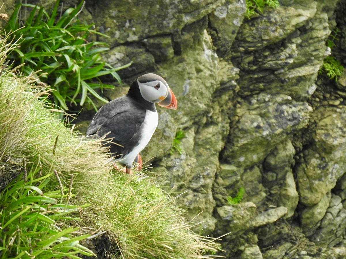 eBird Checklist - 17 Jun 2024 - Point o’ Burrian and Rack Wick Bay ...