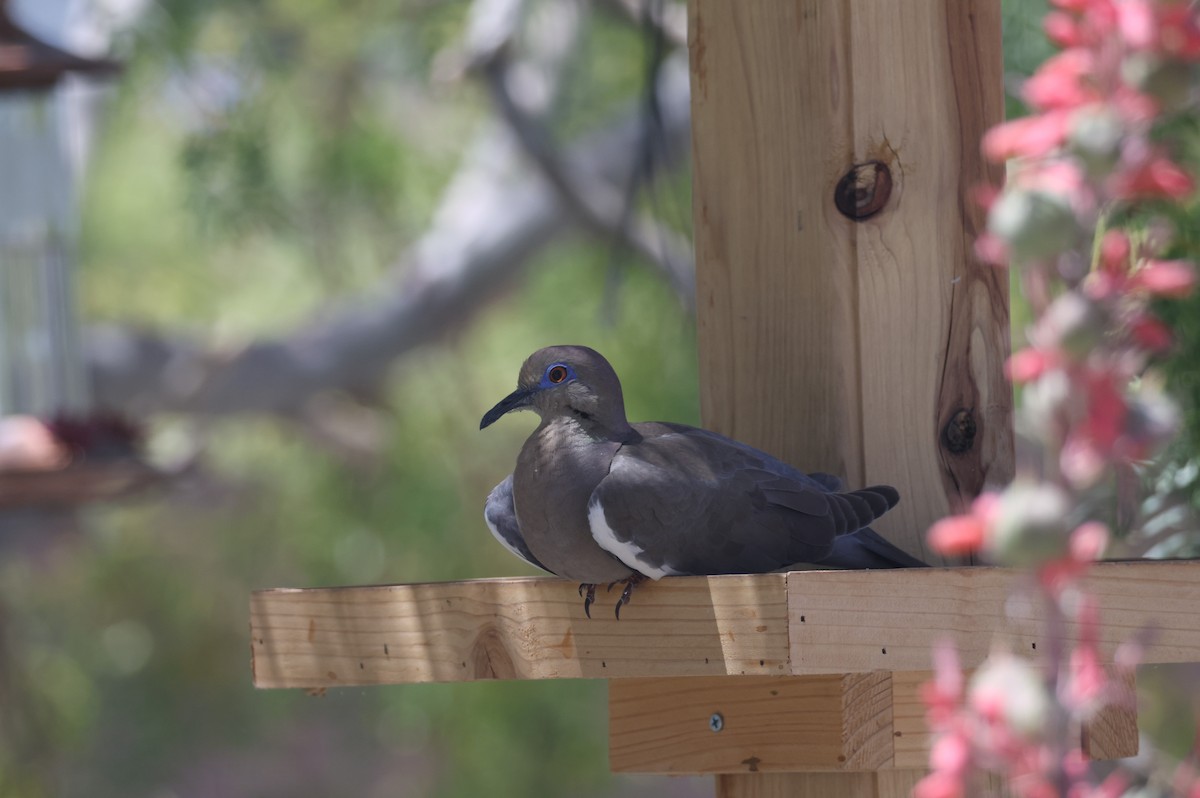 eBird Checklist 17 Jun 2024 Artesia Pahrump, Nv. (Nye County) 5