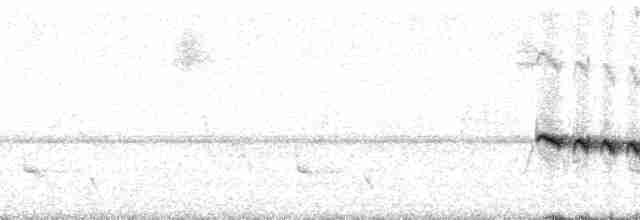 Grauband-Ameisenvogel - ML62059