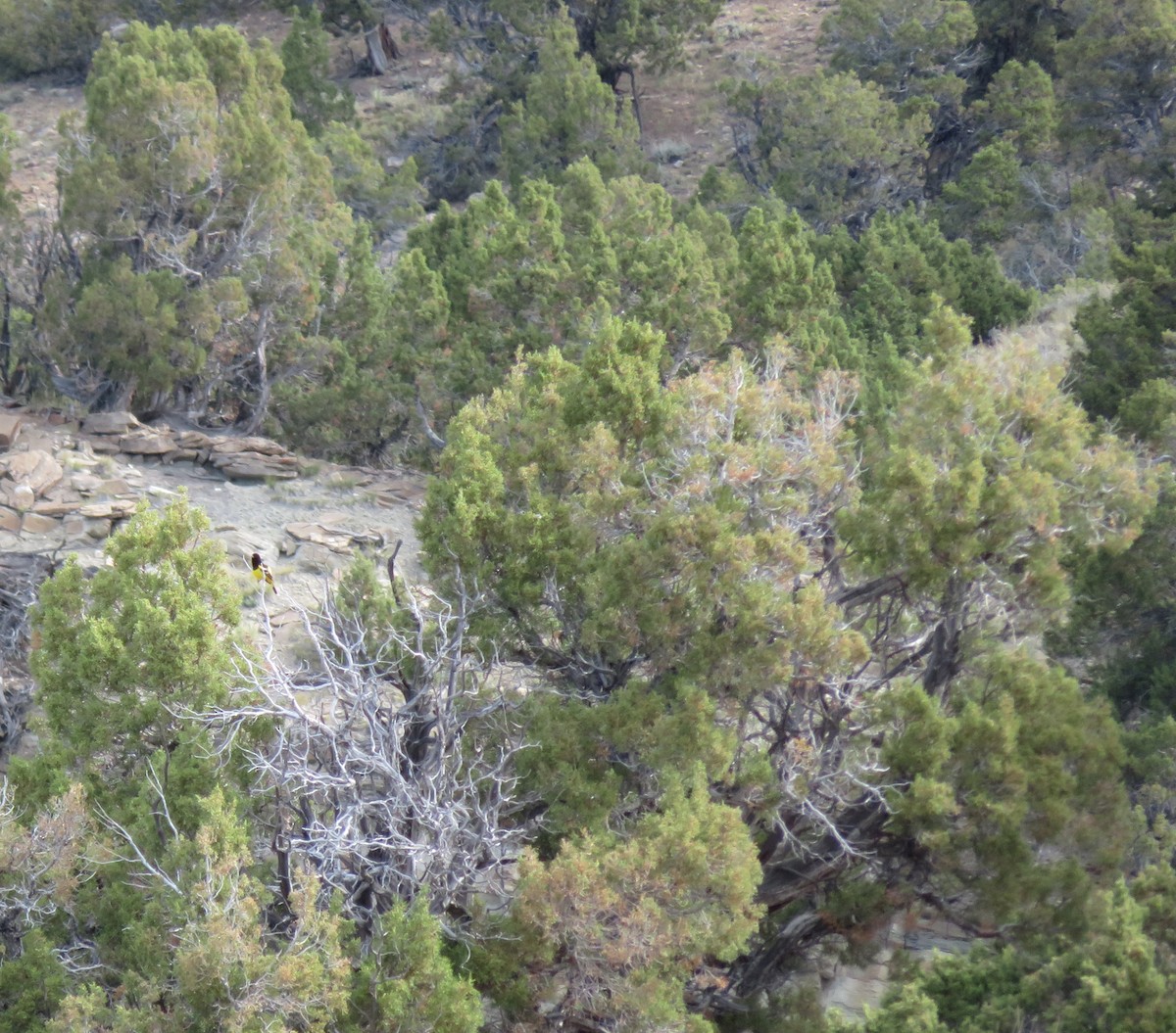 eBird Checklist - 18 Jun 2024 - Johnny Behind the Rocks - 18 species