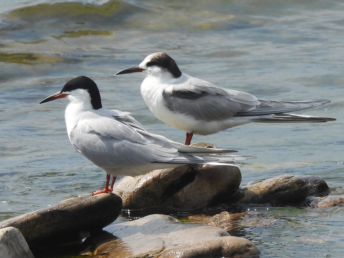 ebird-checklist-17-jun-2024-oakville-bronte-harbour-2-species