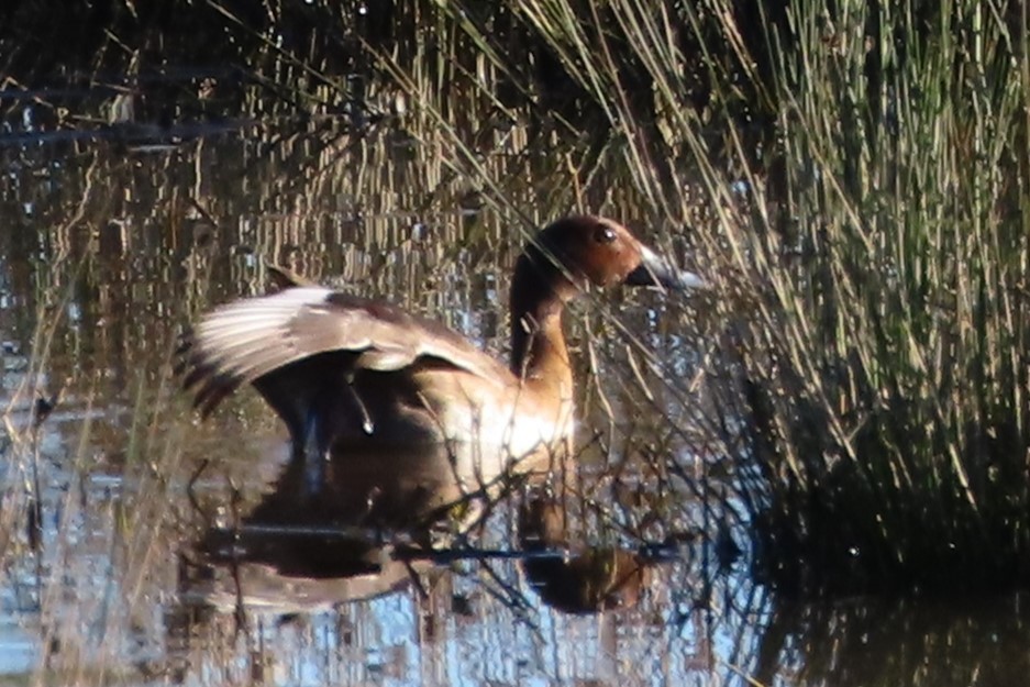 eBird Checklist - 19 Jun 2024 - Bulahdelah Rest & Camping Area - 25 species