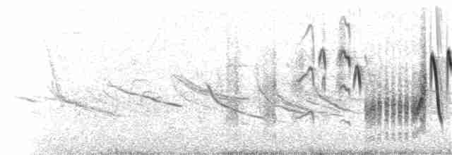 Домовый крапивник [группа musculus] - ML62059591