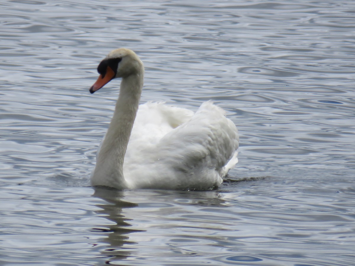 Mute Swan - ML62059761