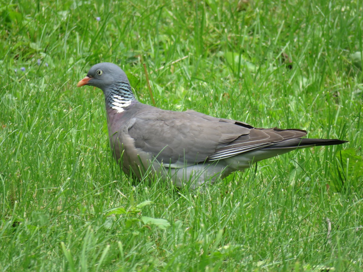 Common Wood-Pigeon - ML62060051