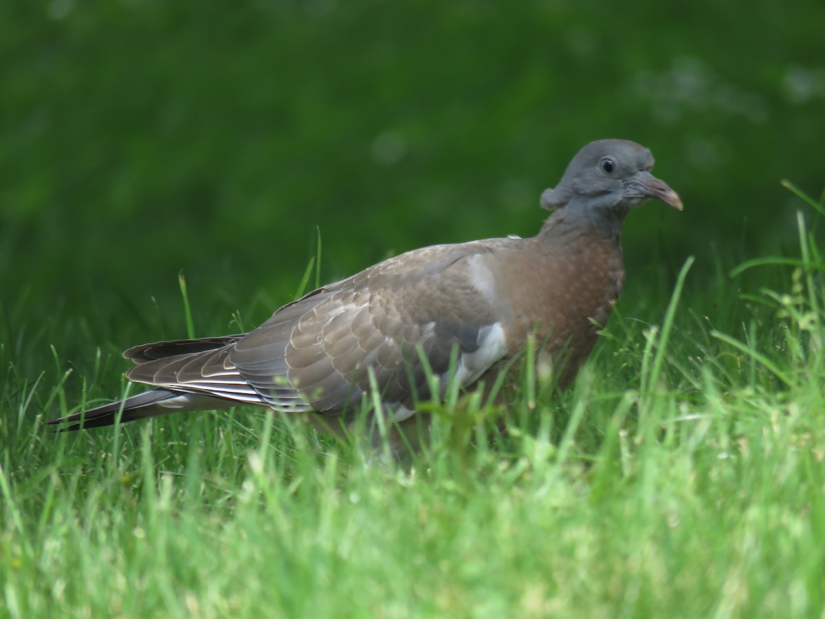 Common Wood-Pigeon - ML62060061