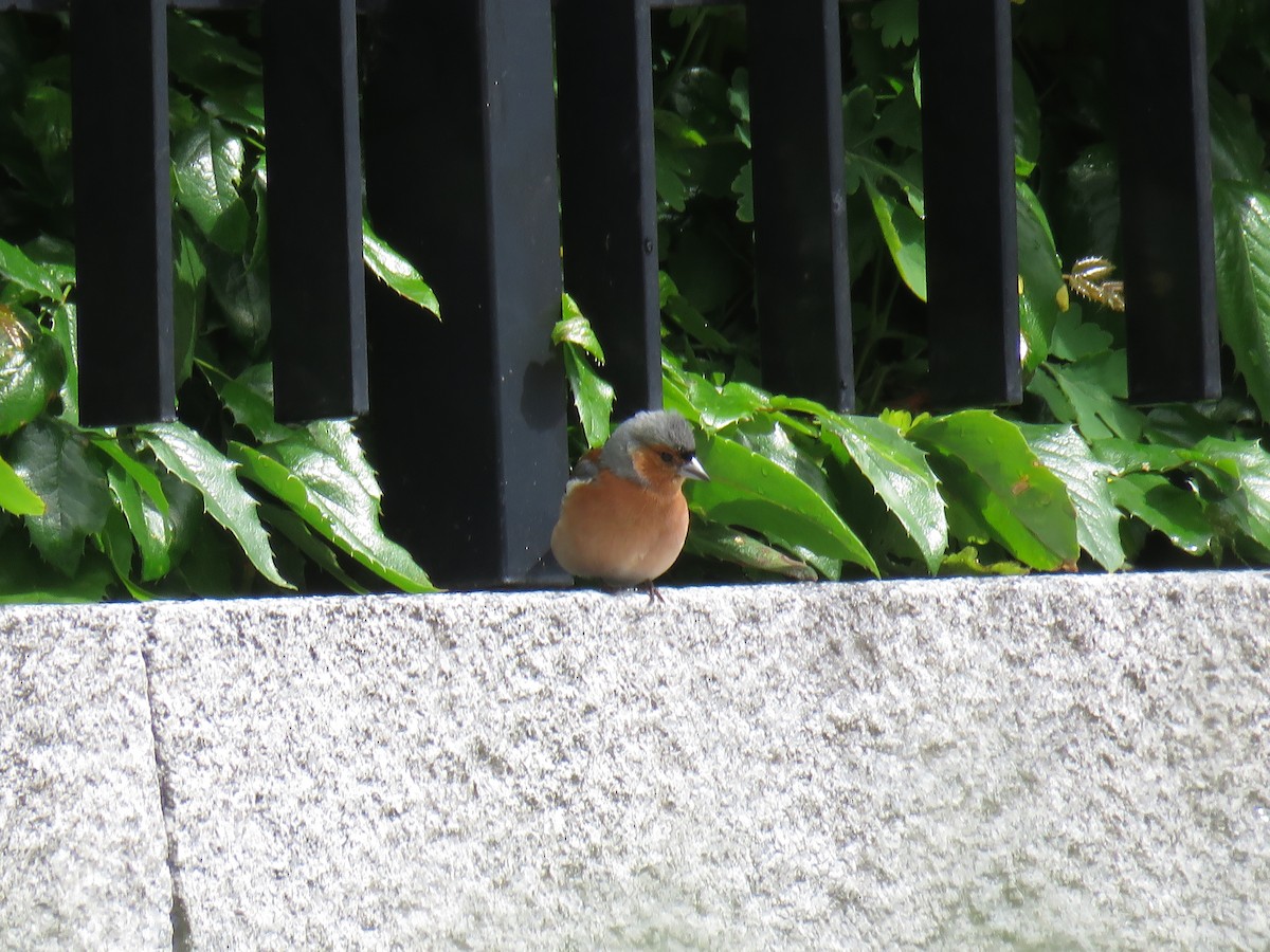 Common Chaffinch - Curtis Mahon