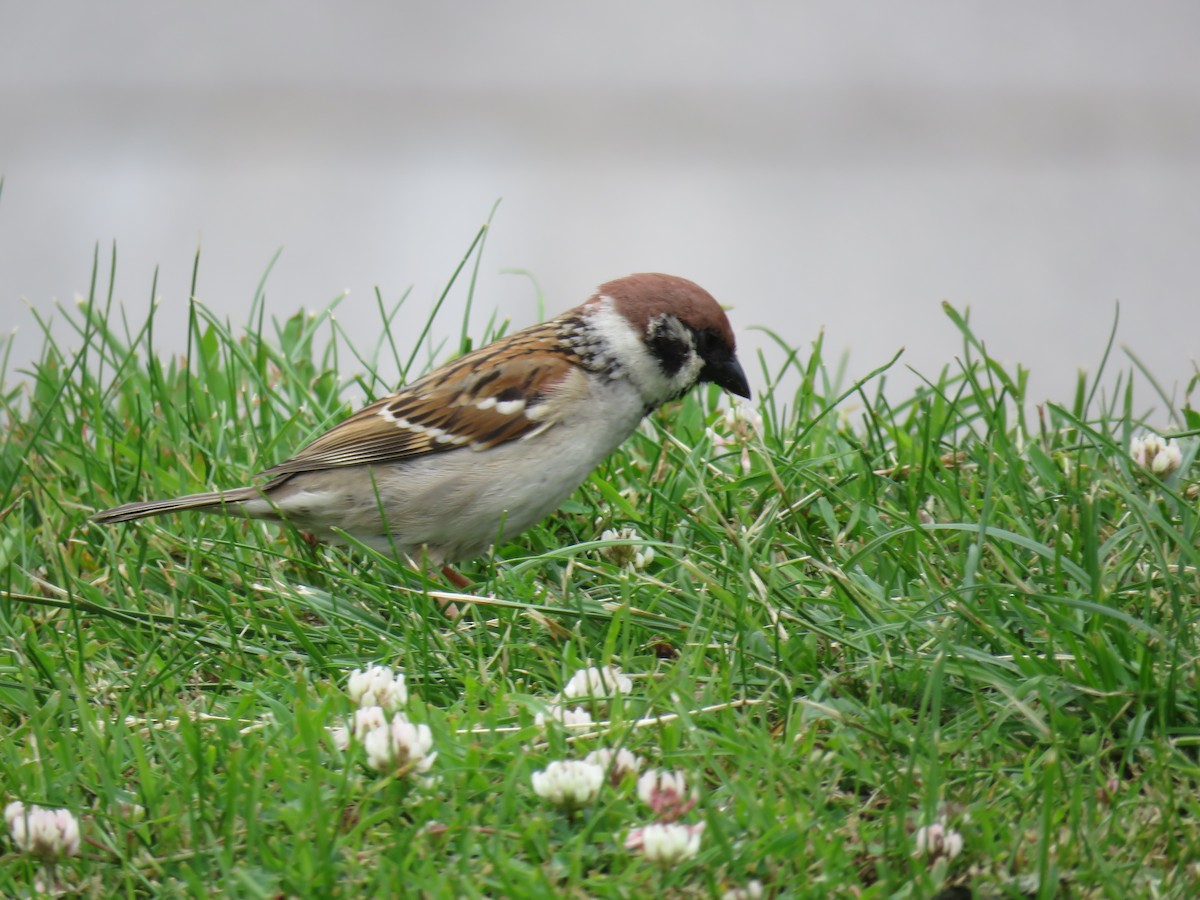 Eurasian Tree Sparrow - ML62060151