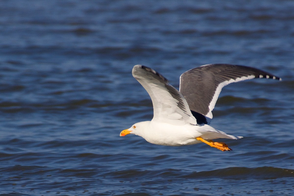 Yellow-footed Gull - ML62060431