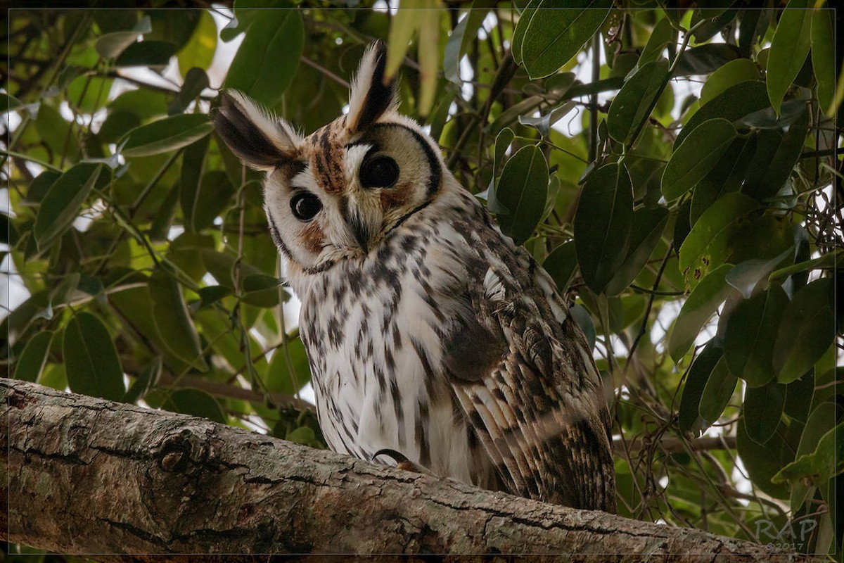 Striped Owl - Ricardo A.  Palonsky