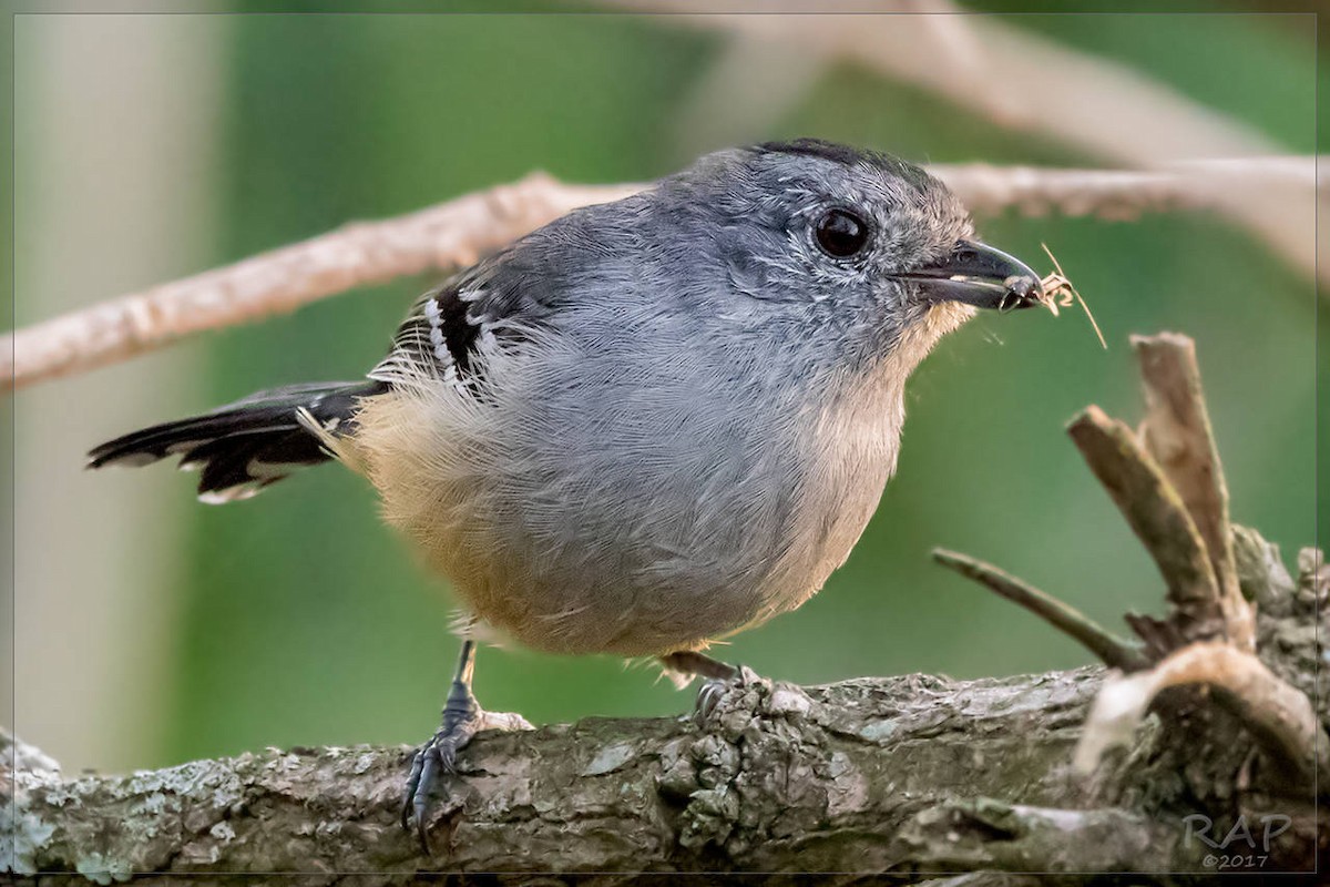 Variable Antshrike - Ricardo A.  Palonsky