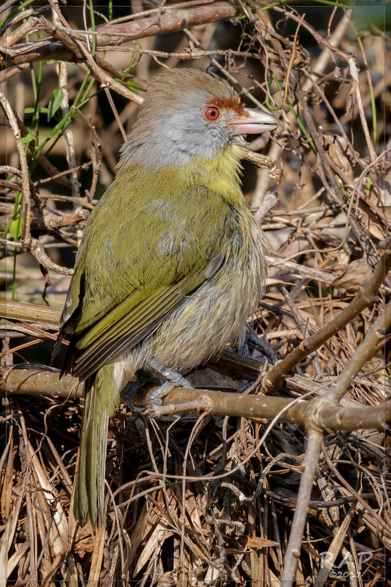 Краснобровый попугаевый виреон - ML62060751