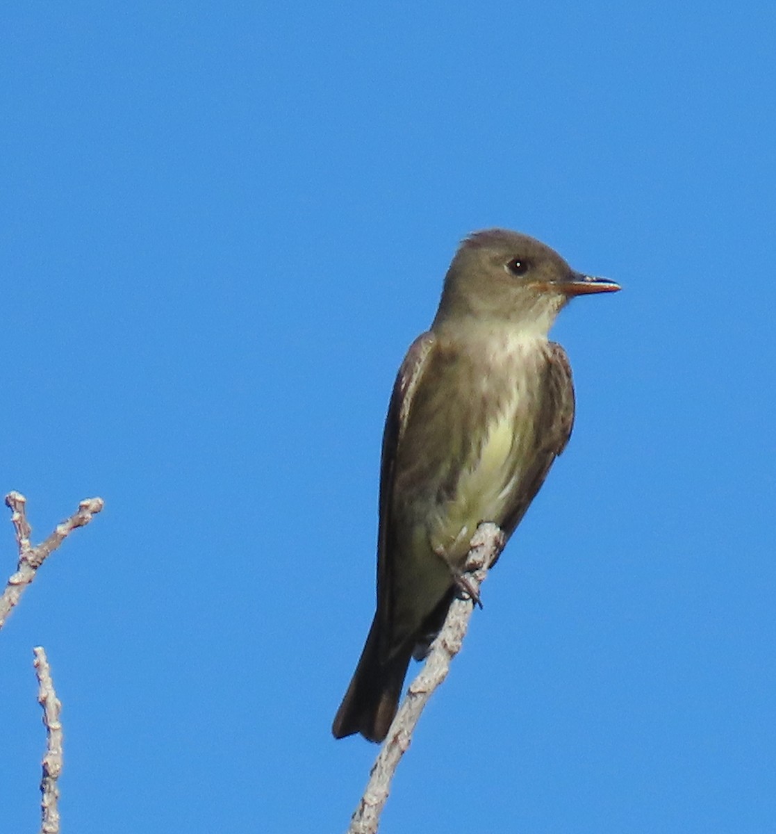 eBird Checklist - 19 Jun 2024 - Candelaria Nature Preserve (restricted ...