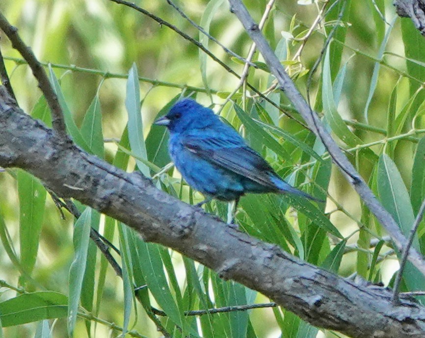 eBird Checklist - 19 Jun 2024 - De Anza Trail--Tumacacori - 33 species