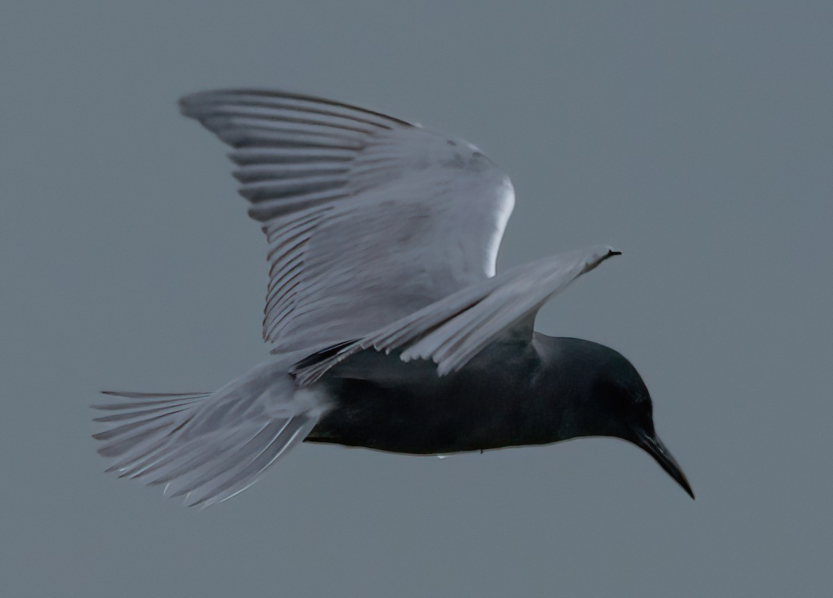 eBird Checklist 22 May 2024 BaieduFebvre (station d'épuration