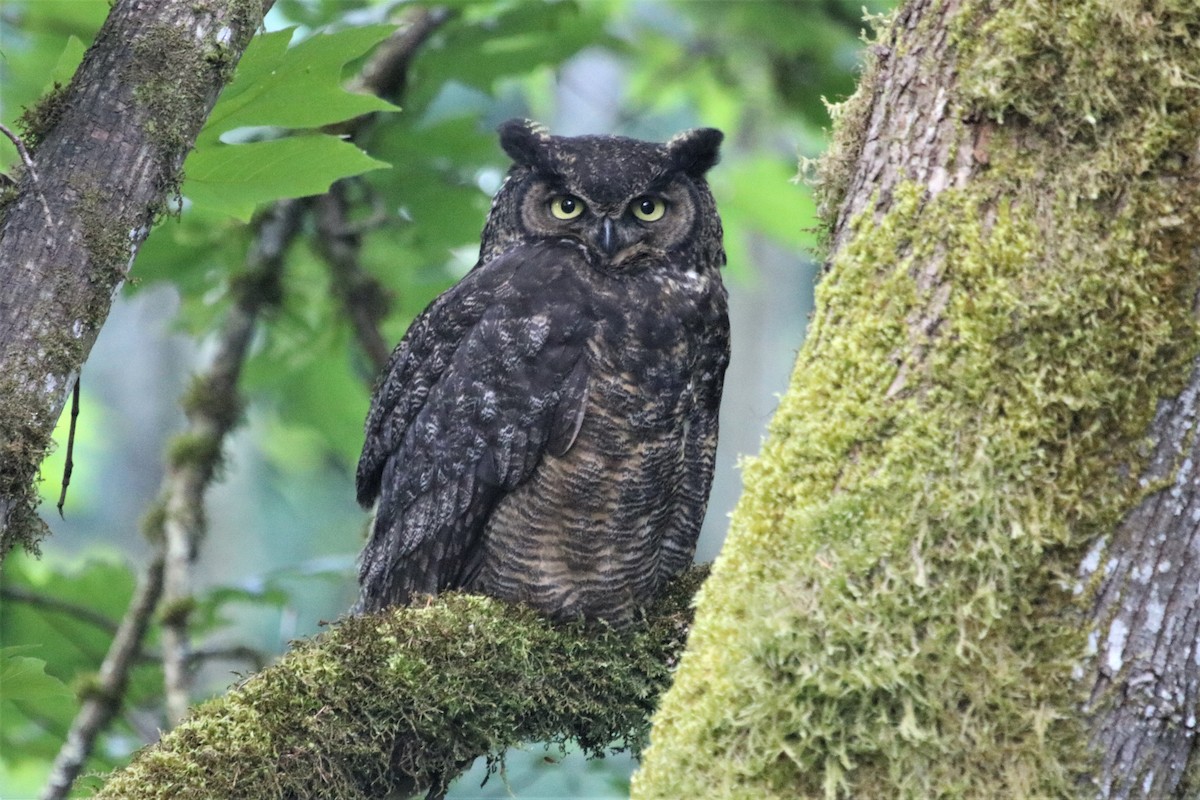 Great Horned Owl - Isaiah Nugent