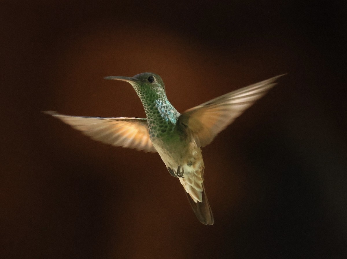 EBird Checklist - 19 Jun 2024 - Madera Canyon--Madera Kubo B&B - 24 Species