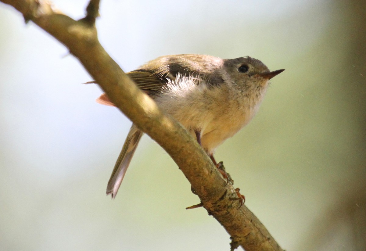 Ruby-crowned Kinglet - Nick Anich