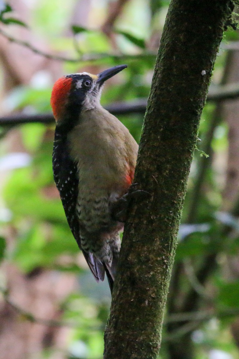 Black-cheeked Woodpecker - Steve Metchis