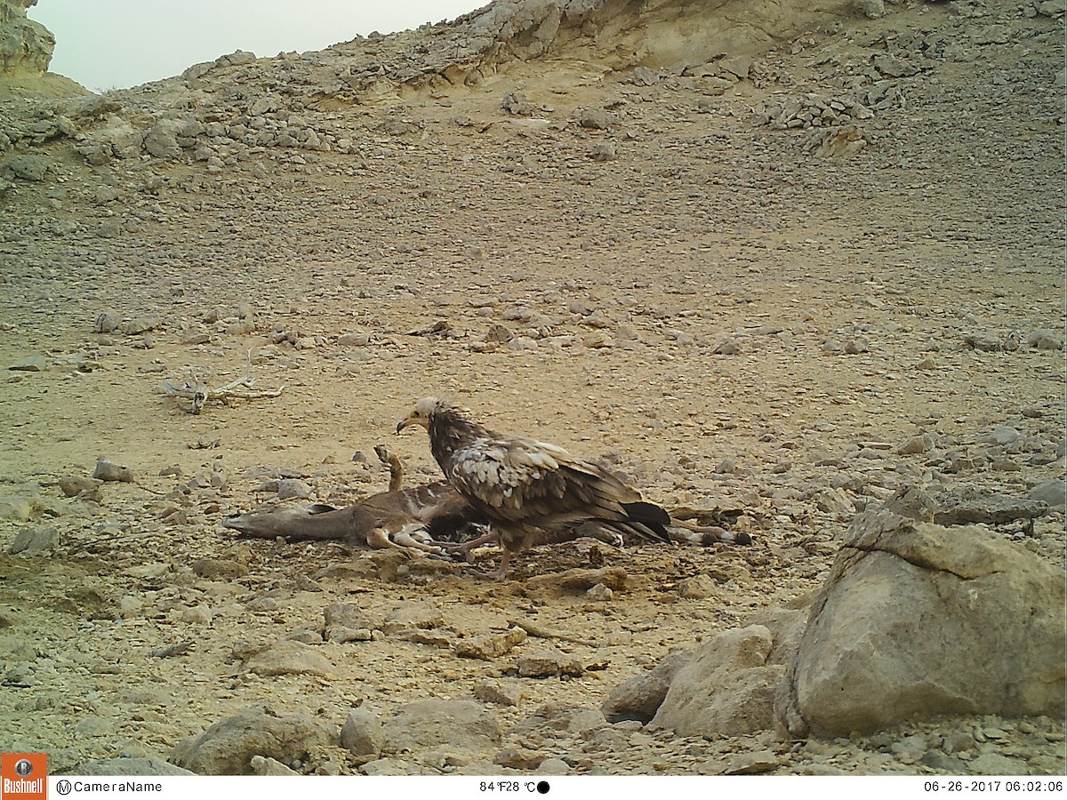 Egyptian Vulture - Peter Arras