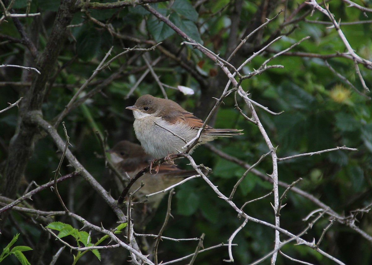 Greater Whitethroat - Ray Scally
