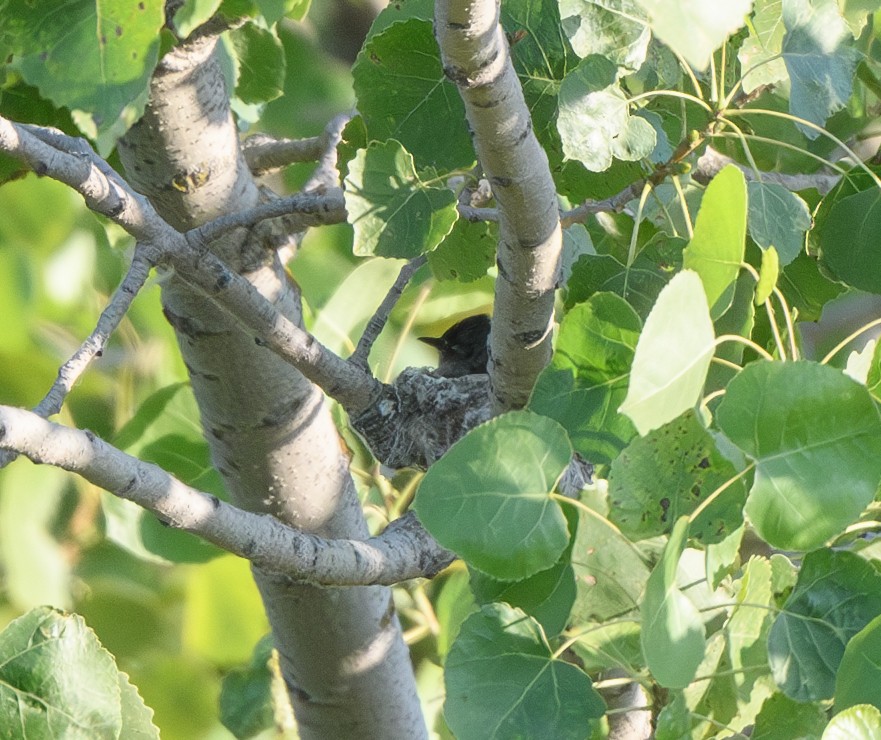 eBird Checklist - 20 Jun 2024 - Fremont Weir Wildlife Area - 56 species