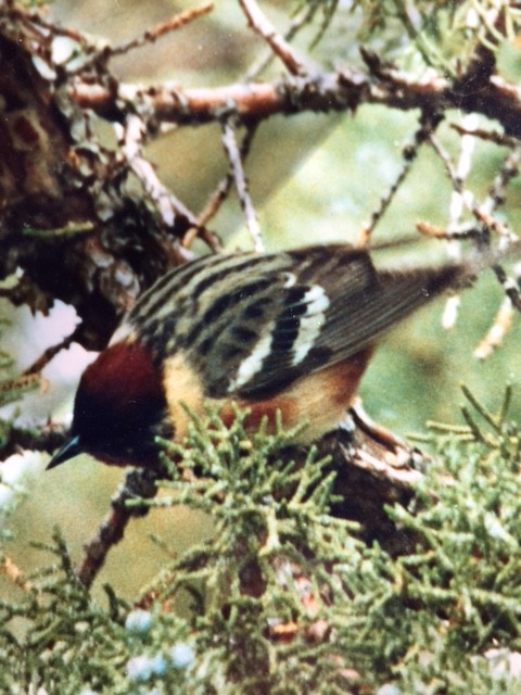 Bay-breasted Warbler - Malheur Rare Birds