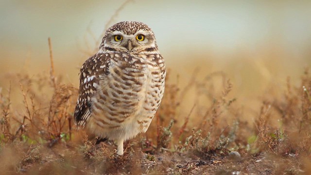  - Burrowing Owl (Southern)