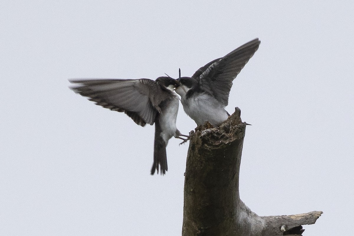 Tree Swallow ML620673473