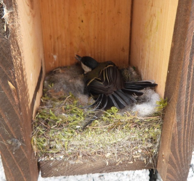 Nest defense behavior. - Great Tit - 