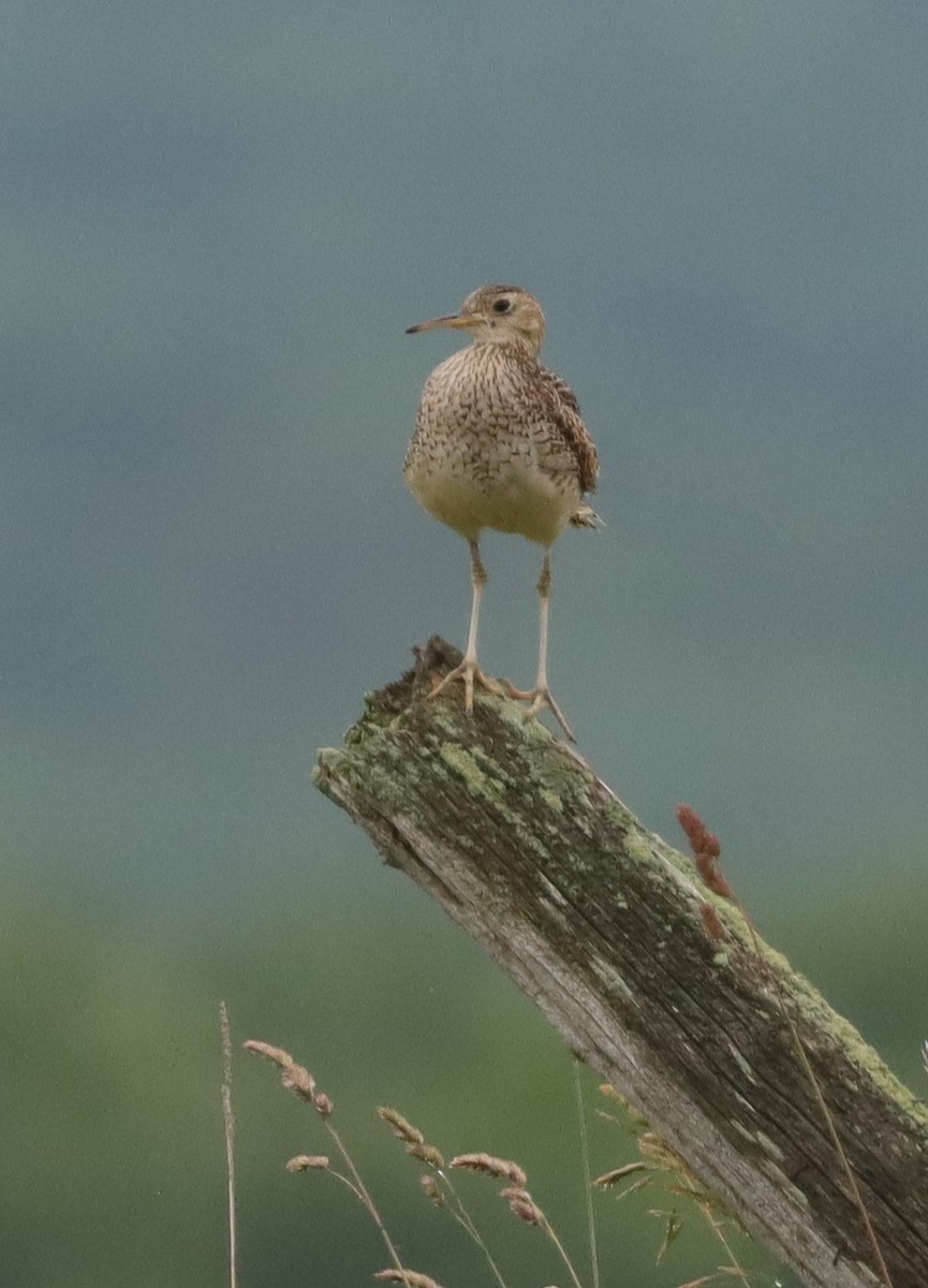 Ebird Checklist - 22 Jun 2024 - Lavender Hills Farm - 10 Species