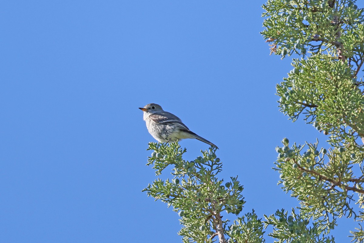 eBird Checklist - 19 Jun 2024 - Eagle Rock - 18 species