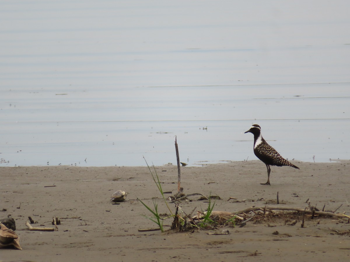 eBird Checklist 22 Jun 2024 RN de PointeYamachiche 29 species
