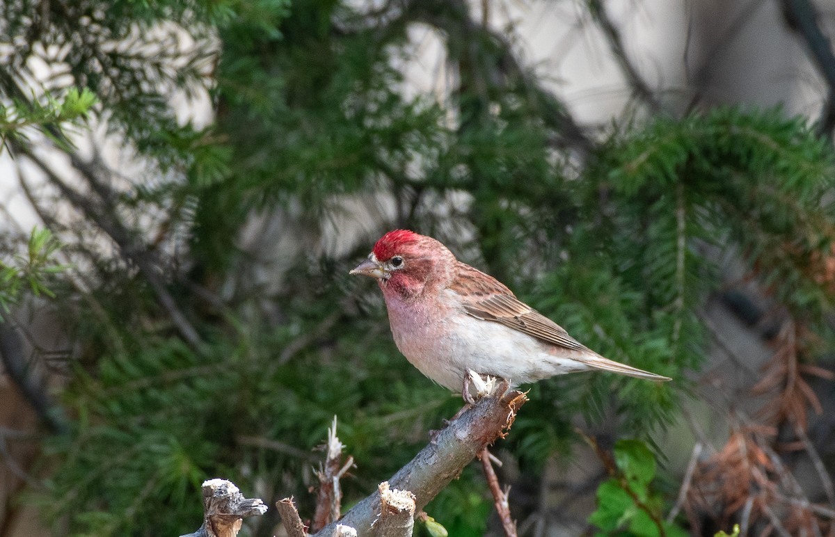 Cassin's Finch at Manning Park--Gibson Pass by Chris McDonald