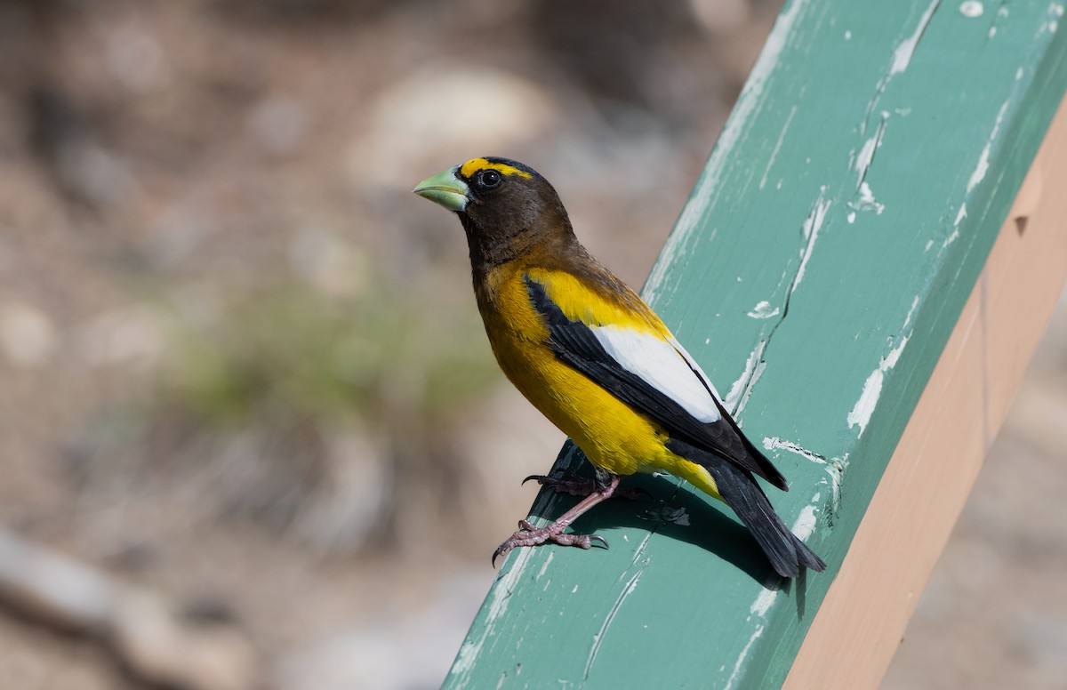 Evening Grosbeak at Manning Park--Gibson Pass by Chris McDonald