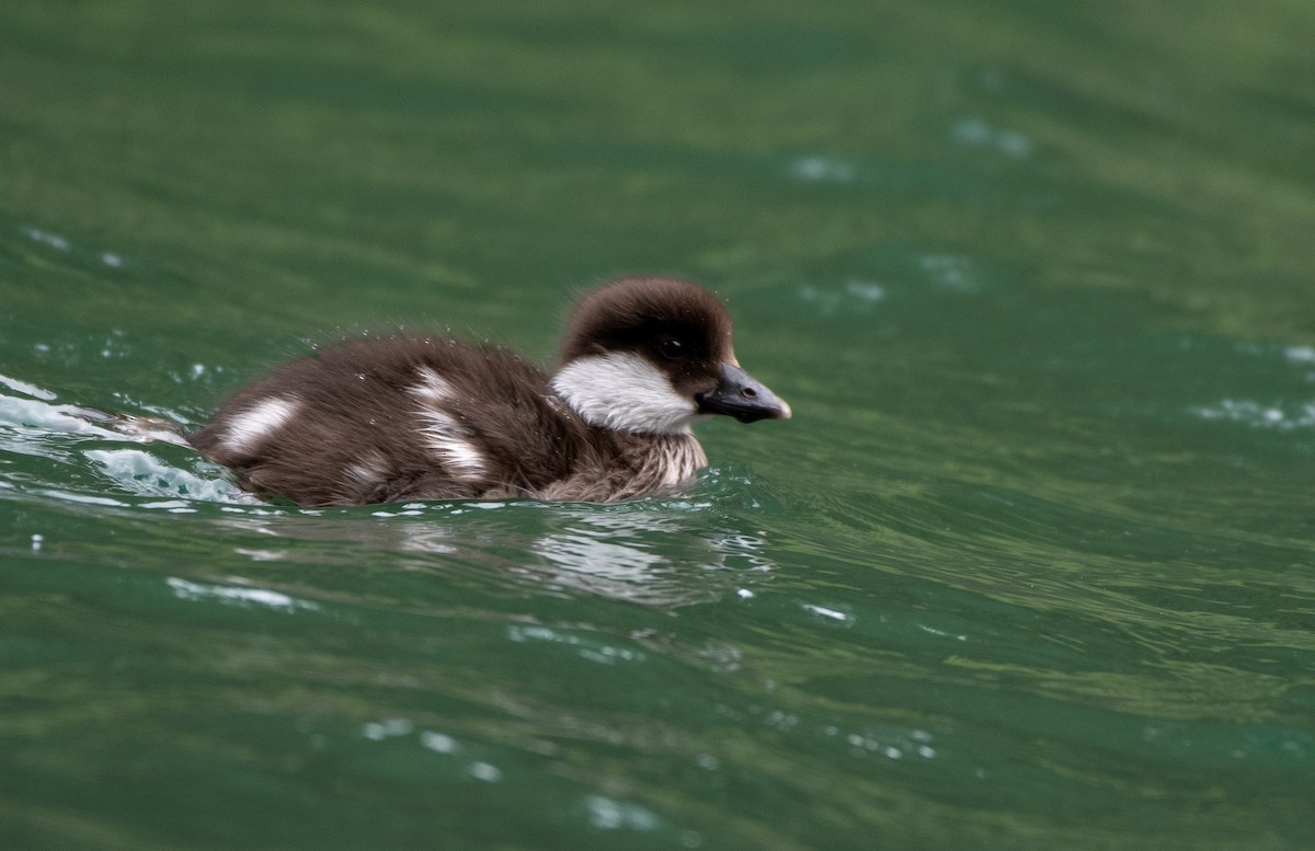 Barrow's Goldeneye at Manning Park--Lightning Lake by Chris McDonald