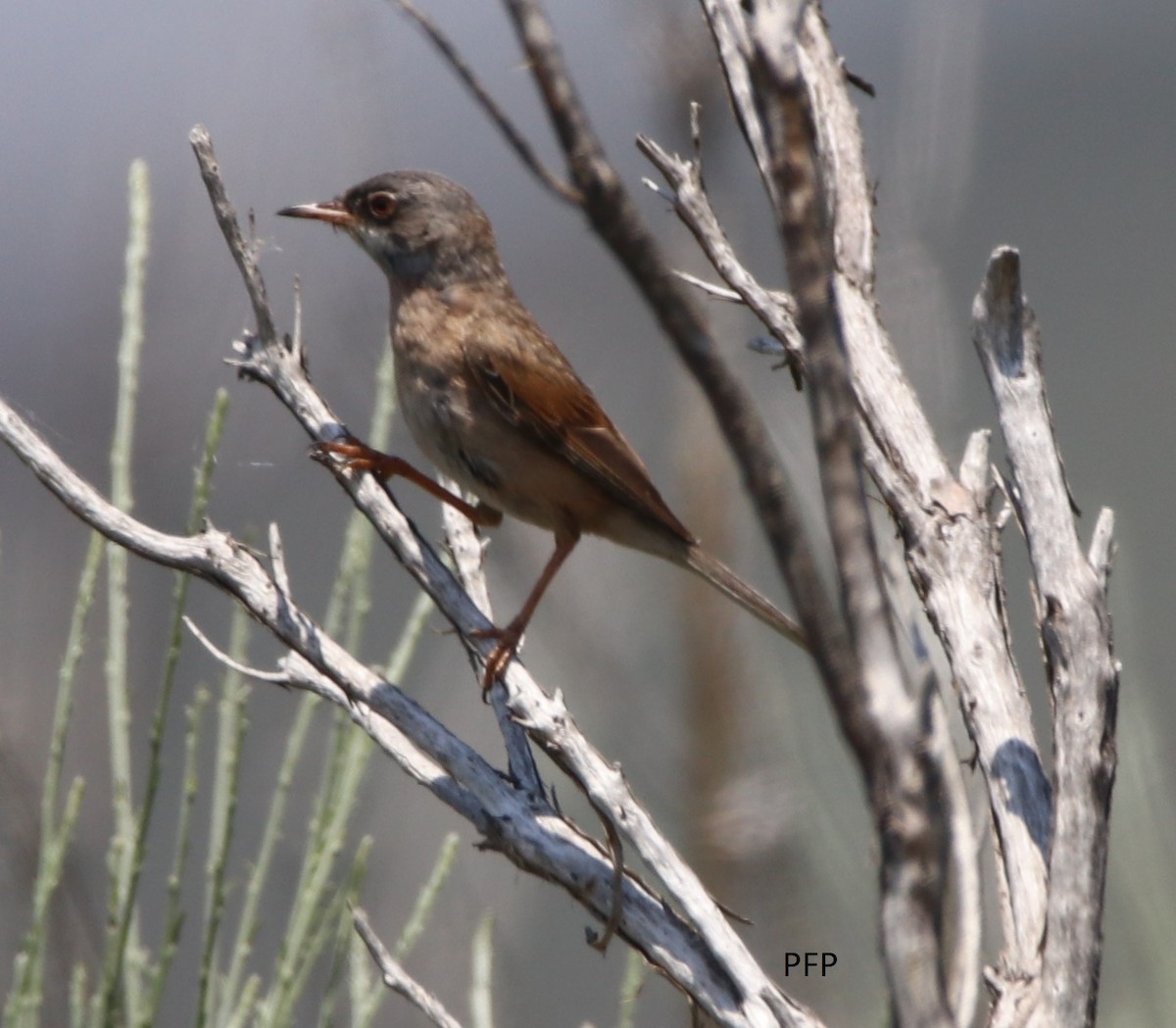 Spectacled Warbler - ML62072571