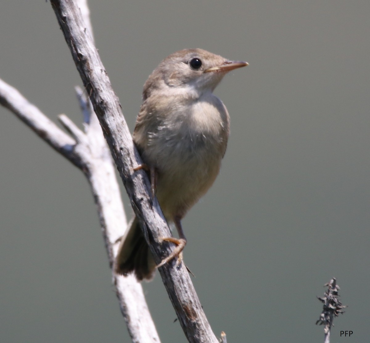 Spectacled Warbler - ML62072581