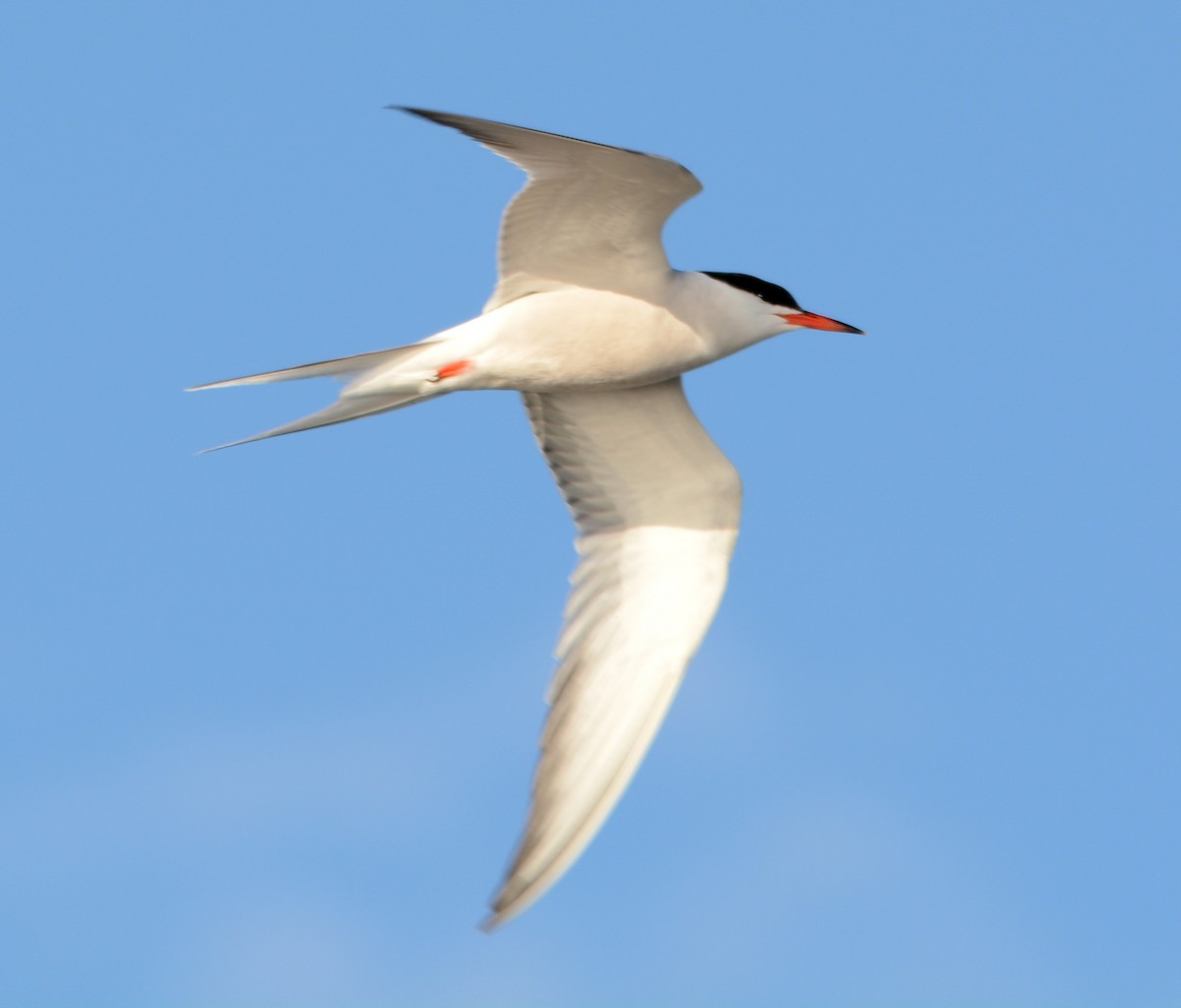 Common Tern - ML62073181
