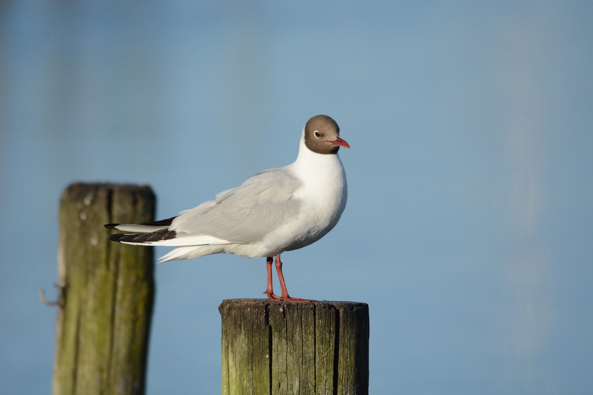 Mouette rieuse - ML62073471