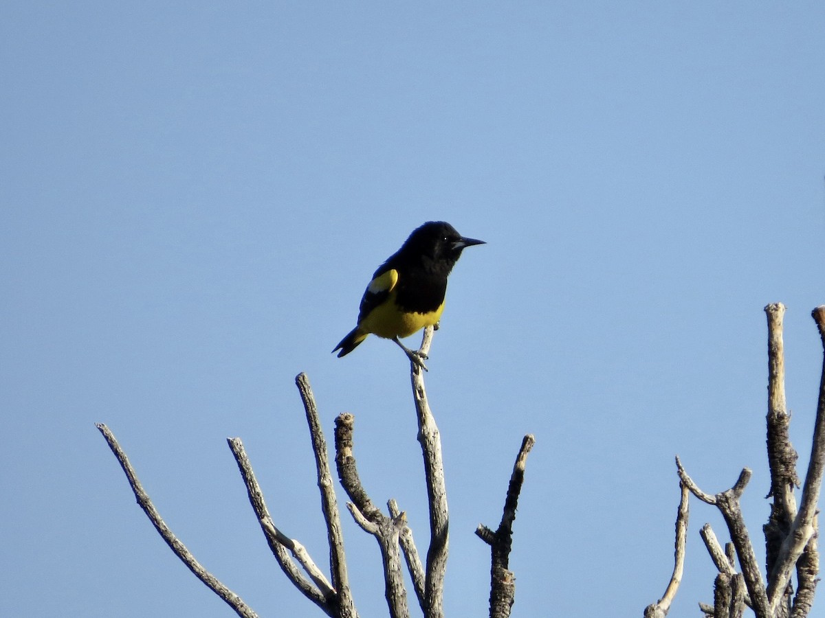 eBird Checklist - 23 Jun 2024 - Johnny Behind the Rocks - 33 species ...