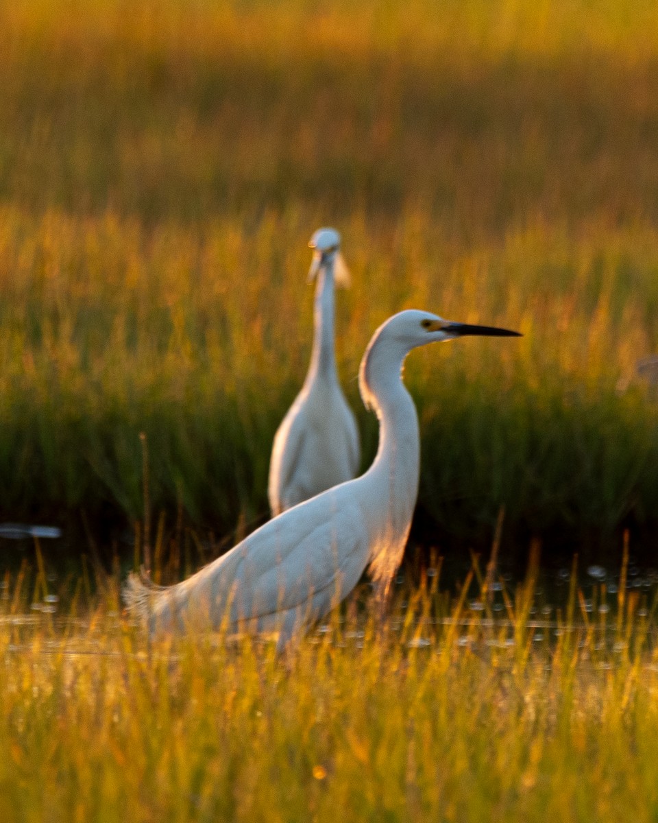 eBird Checklist 16 Jun 2024 Oyster Rocks Rd. 3 species
